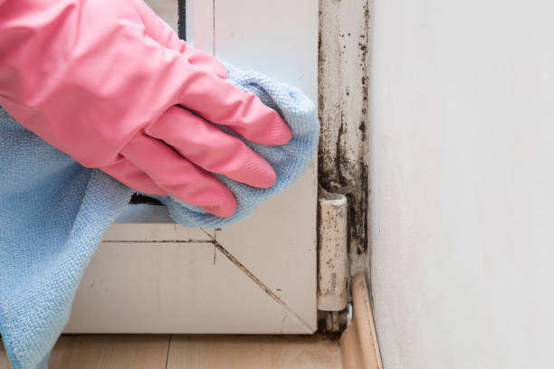 Best White Mold Remediation in Skagway, AK