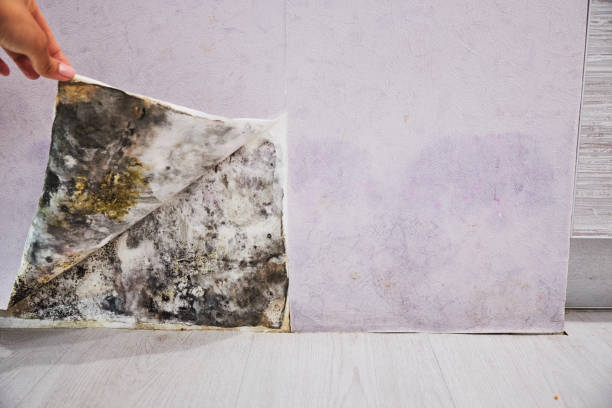 Best Localized Mold Remediation (e.g., coastal areas, humid climates) in Skagway, AK